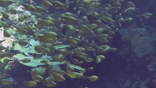 Skola av fiskar som simmar i blått vatten — Stockvideo