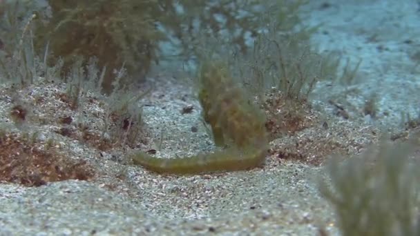 Seahorse onbottom i sand — Stockvideo