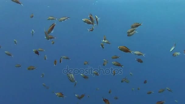 Szkoła ryby w morzu — Wideo stockowe