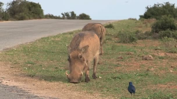 Warzenschweine fressen Gras — Stockvideo