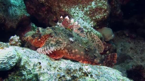 Pez escorpión rojo escondido en el arrecife de coral — Vídeos de Stock