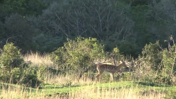 Cerfs d'Afrique du Sud — Video