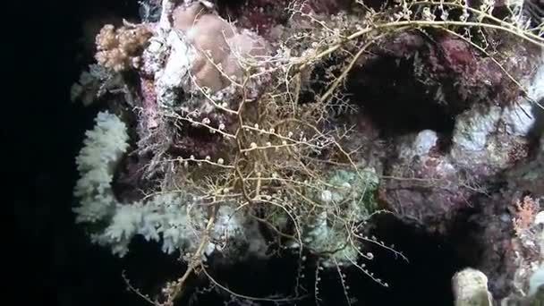 Мягкие кораллы движутся по морским волнам — стоковое видео