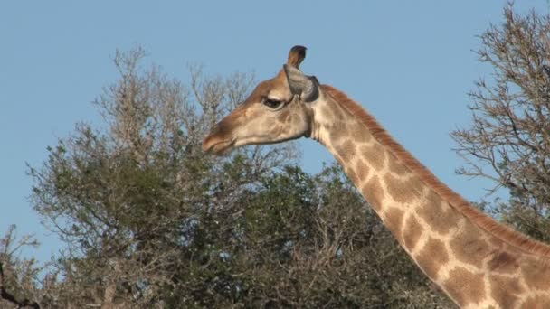 Симпатичный дикий жираф — стоковое видео