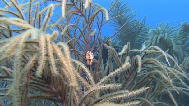Фламінго nudibranch на Карибського моря — стокове відео