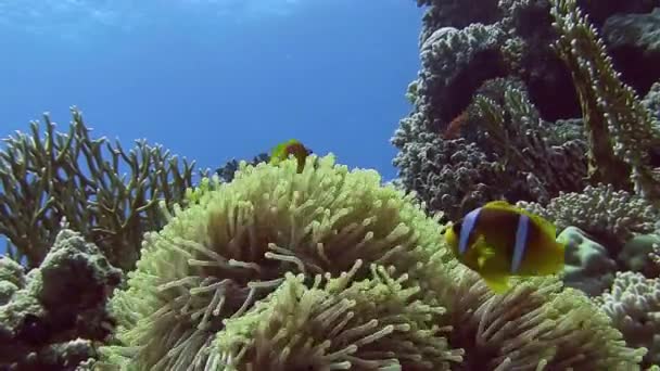 Bright Anemone fishes hiding in coral — Stock Video