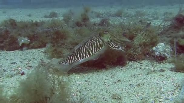 Buceo en el mar Mediterráneo — Vídeos de Stock