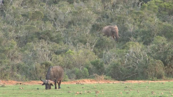 南アフリカ共和国の水牛 — ストック動画