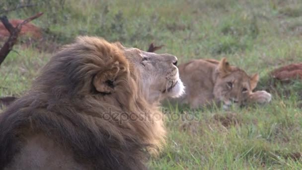 Amazing wild lions — Stock Video