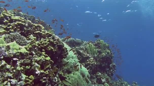 Pesci colorati che nuotano vicino alla barriera corallina — Video Stock
