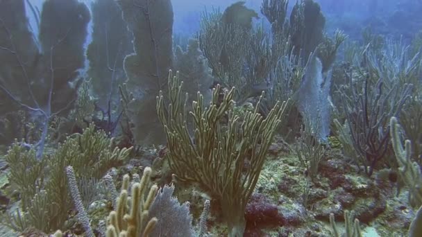 Reef in Caribische zee — Stockvideo