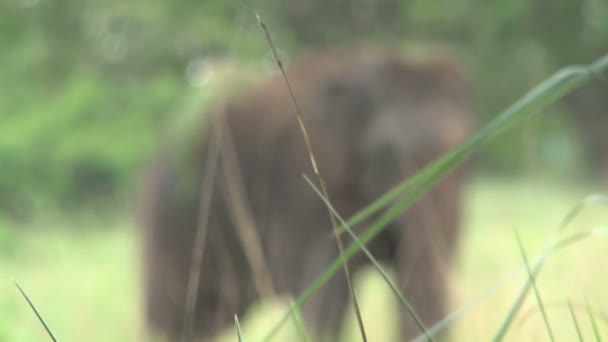 Elefánt a Minneriya Nemzeti Park — Stock videók