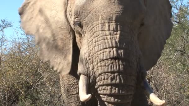 Piękny słoń z bliska — Wideo stockowe