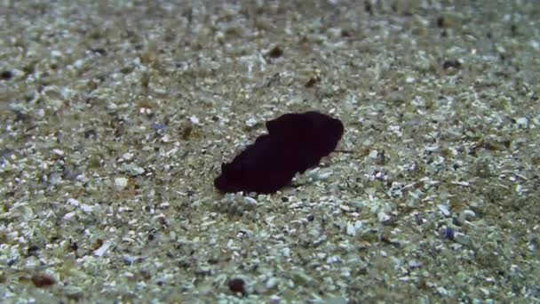 Nudibranch en mer Méditerranée  