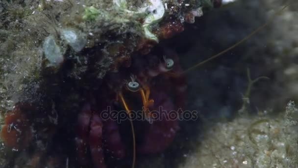 Hermit crab in Mediterranean sea — Stock Video