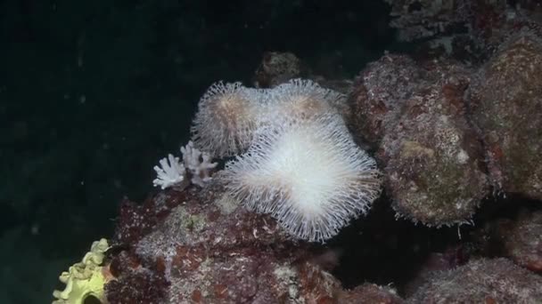 М'який корал, що рухається в морі — стокове відео