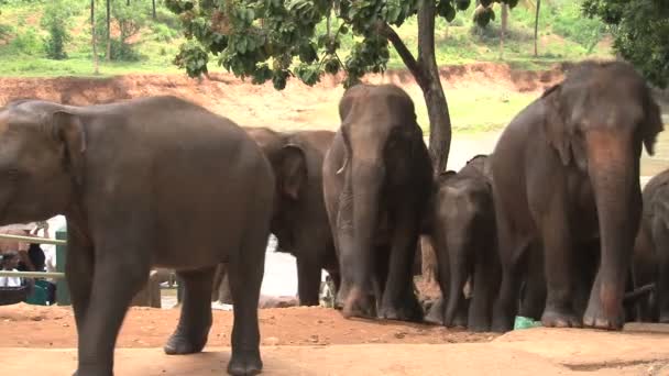 Éléphants dans une petite rue — Video