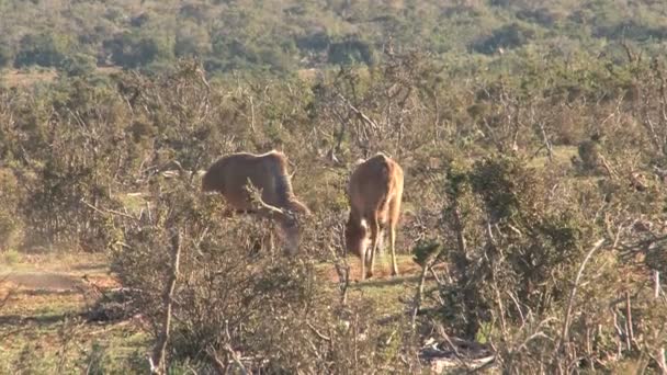 南アフリカの野生動物 — ストック動画