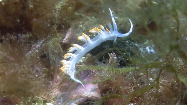 Nudibranch no mar Mediterrâneo — Vídeo de Stock