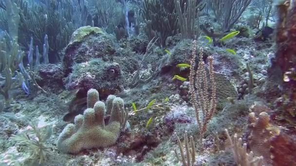 Ryby na útesu v moři — Stock video