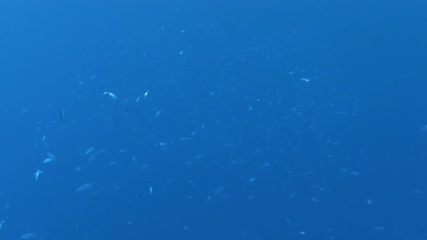 Escola de peixes no mar — Vídeo de Stock
