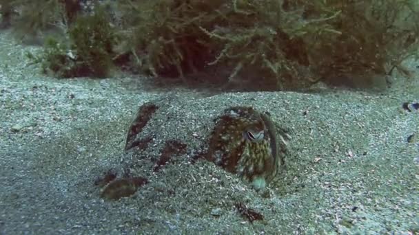 在地中海潜水 — 图库视频影像