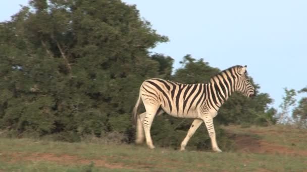 Zebra grazing in green savannah — Stock Video