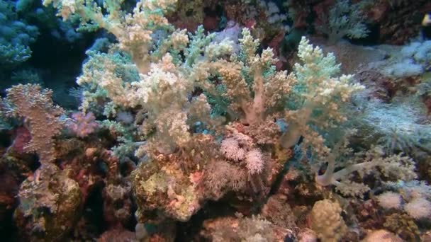 Мягкие кораллы движутся по волнам — стоковое видео