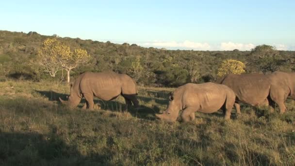 Increíbles rinocerontes salvajes — Vídeo de stock