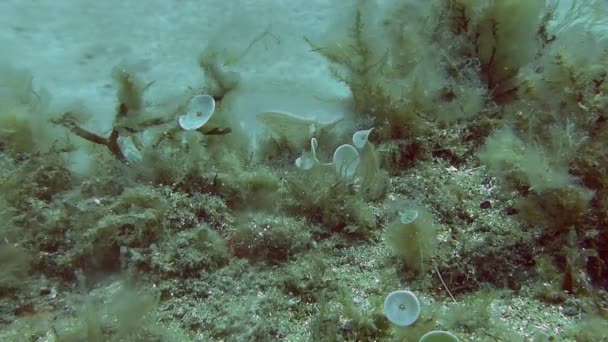 Récif Coupe des sirènes dans le sable sur le fond — Video