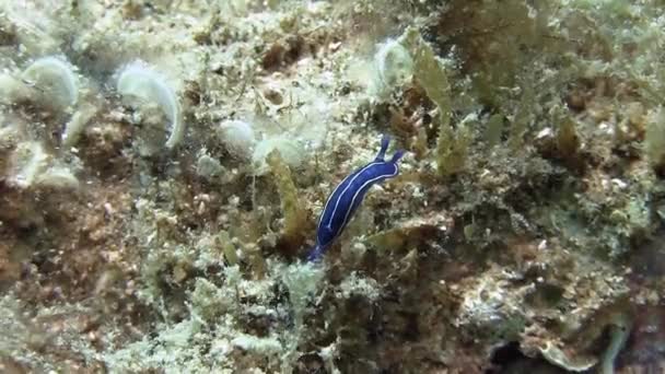 Nudibranchia in Middellandse Zee — Stockvideo