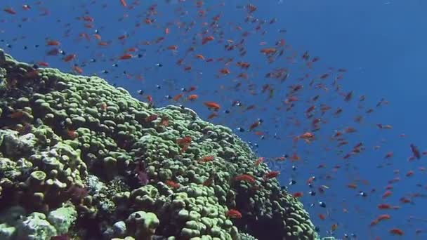 화려한 물고기 산호초 근처 수영 — 비디오
