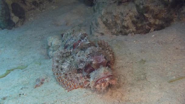 Pez escorpión rojo tendido en el fondo del mar — Vídeos de Stock