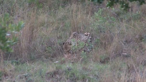 Leopardo africano bonito — Vídeo de Stock