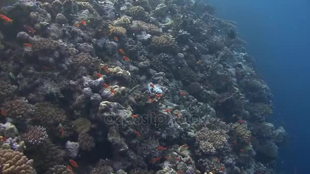 Colorful fishes swimming in coral reef — Stock Video