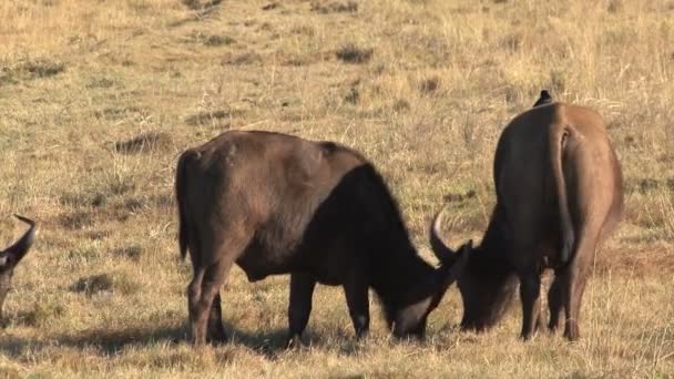 Buffels eten van gras — Stockvideo