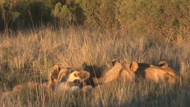 サバンナで横になっているライオンズの誇り — ストック動画