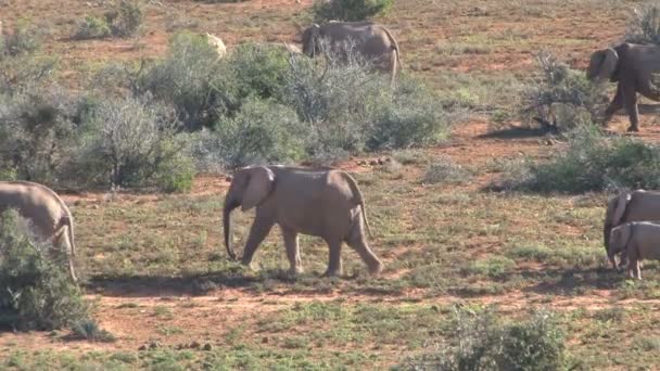 Herd of elephants walking in savannah — Stock Video