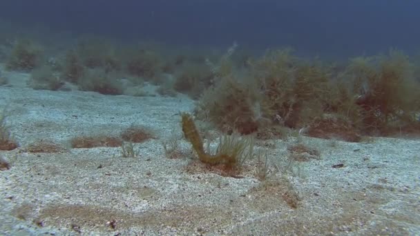 Cavalluccio marino sul fondo in sabbia — Video Stock