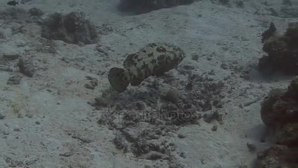 Peces gruñones nadando en arrecife de coral — Vídeo de stock