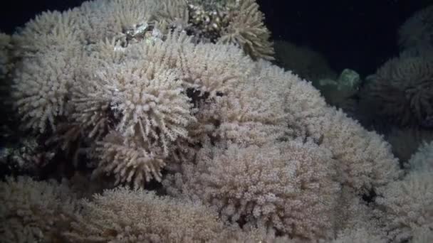 Soft coral moving in sea — Stock Video