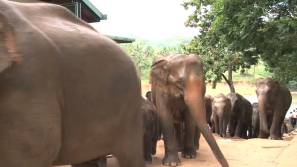 Słonie w małej uliczce — Wideo stockowe