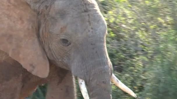 Grande bellissimo elefante — Video Stock