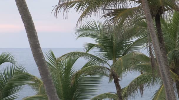 Playa soleada en Sri Lanka — Vídeos de Stock