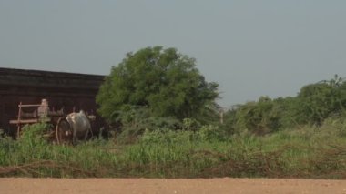 Adam ile geçerek Oxcar