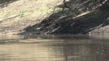 Pantanal, Capibara (Hydrochoerus hydrochaeris) 