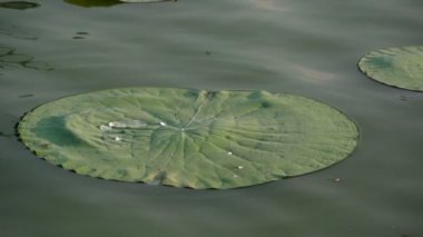 lily pad üzerinde su damlası
