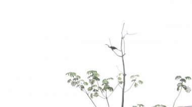 Pantanal, Şapkalı Heron ağacında uçar, slowmotion
