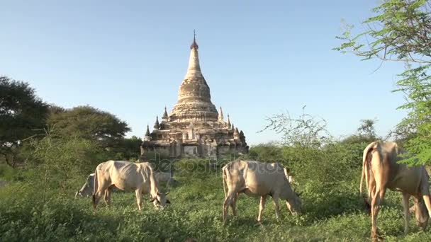 Pagoda in bagan, mirtillo — Video Stock