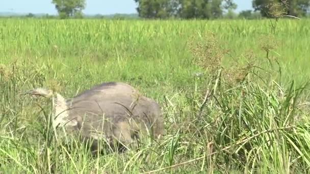 Buffalo em prados húmidos — Vídeo de Stock